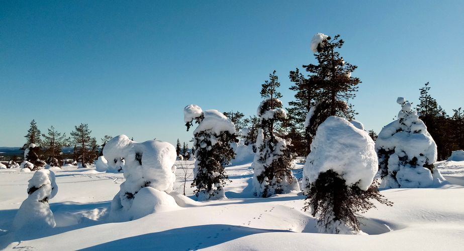 Sneeuwschoenwandelen in de Finse natuur